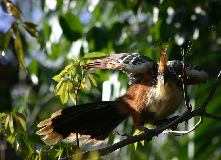 Pérou Voyage Amazonie oiseau