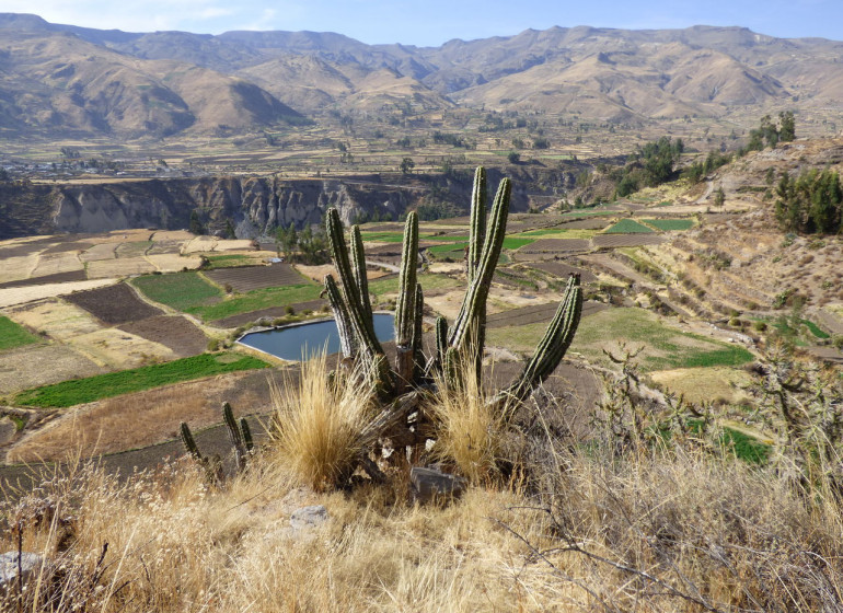 Mystère du Canyon de Colca