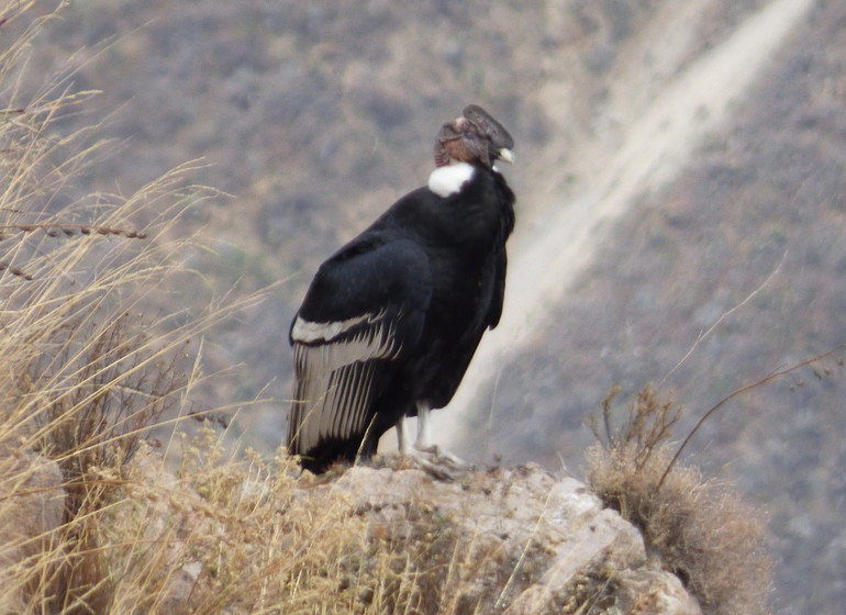 Trek du Canyon du Colca