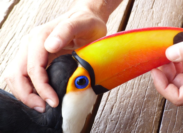 Brésil Voyage Minas Gerais Ibitipoca toucan