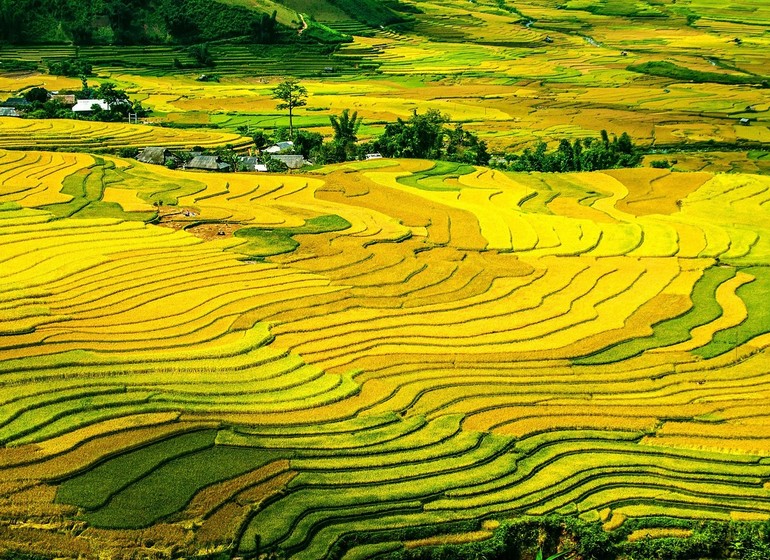 Le Vietnam en Vert et Or