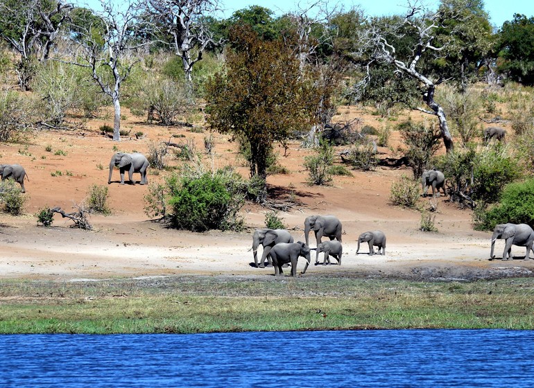 safari botswana chobe