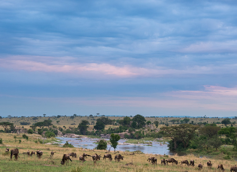 safari tanzanie serengeti