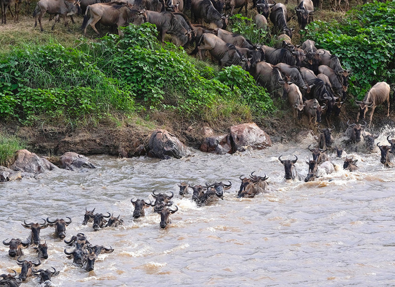 safari tanzanie serengeti