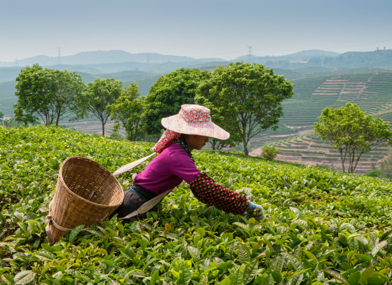 Art et culture du thé au Yunnan