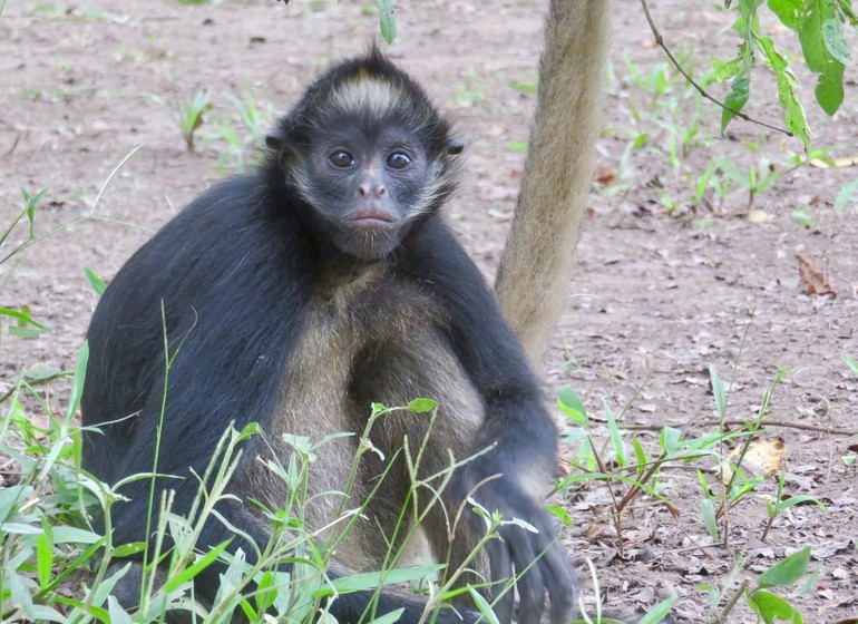 Pérou Voyage Amazonie Nord Heliconia River Lodge singe