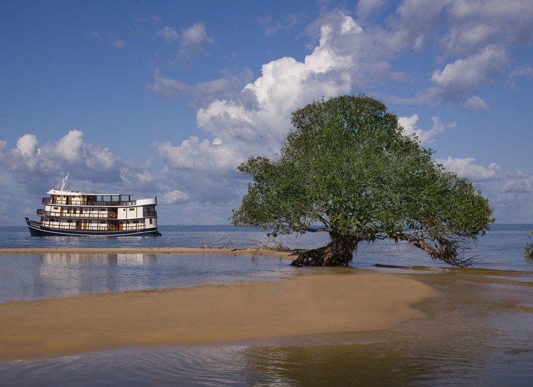 Brésil Voyage Amazon Dream avec arbre