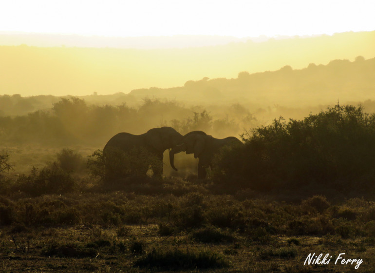 voyage afrique du sud elephants