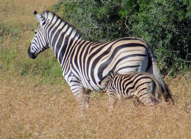 voyage afrique du sud zebres