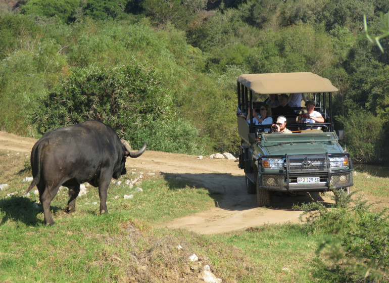 voyage afrique du sud safari