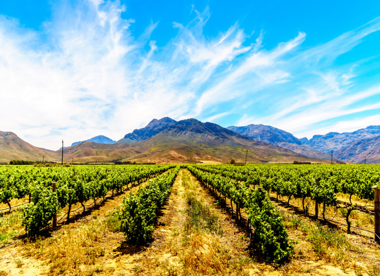 voyage afrique du sud vignobles