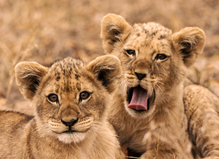 voyage afrique du sud lions