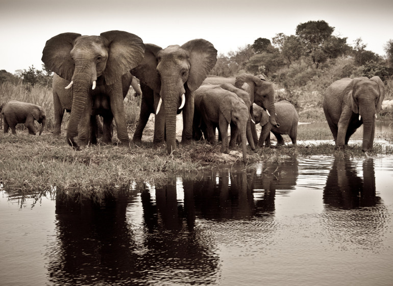 voyage afrique du sud kruger