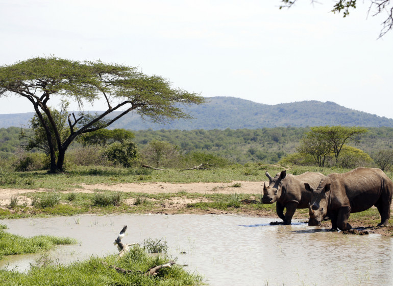 voyage afrique du sud hluhluwe