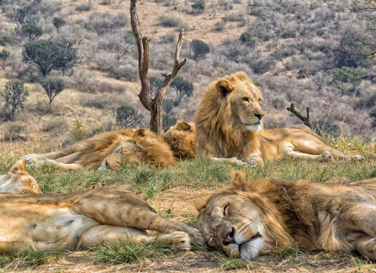 voyage afrique du sud lions
