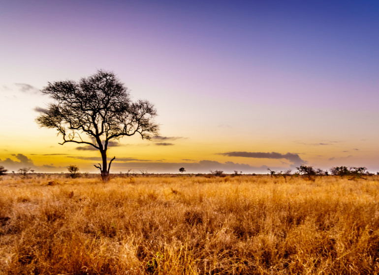 voyage afrique du sud kruger