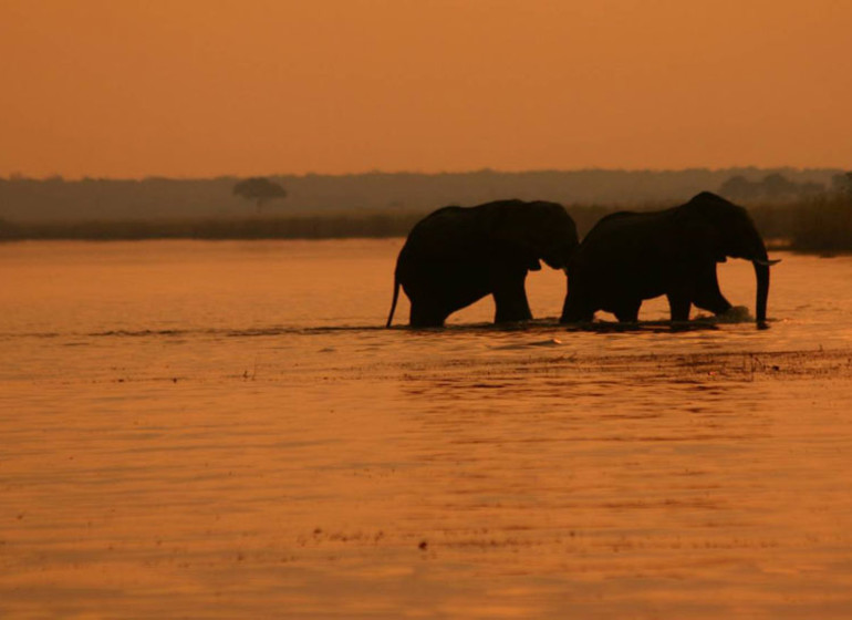 safari botswana elephants