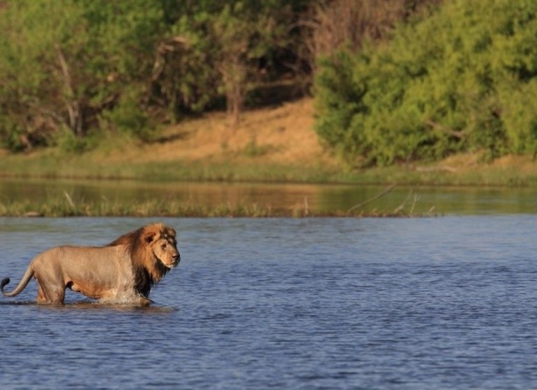 safari botswana lion