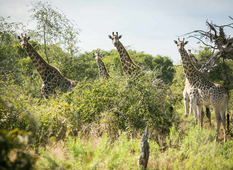 safari botswana girafes