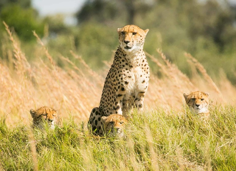 safari botswana guepards