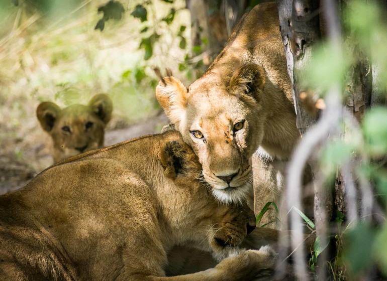 safari botswana lions