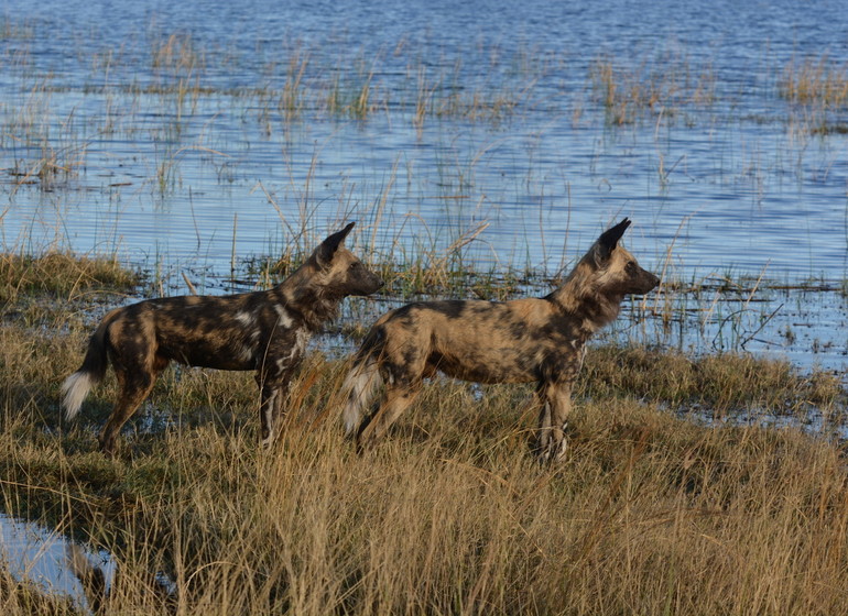 safari botswana