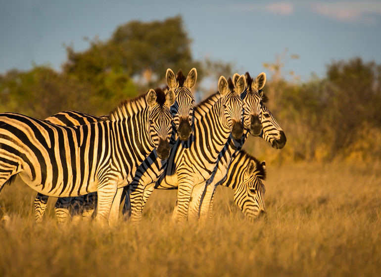 safari botswana