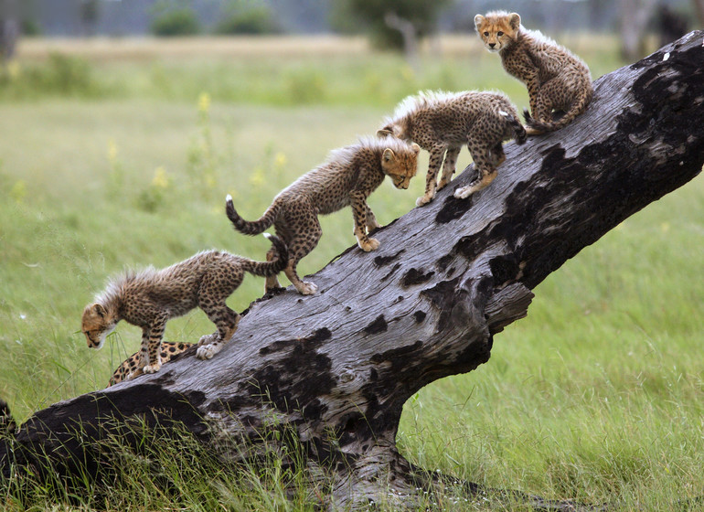 safari botswana