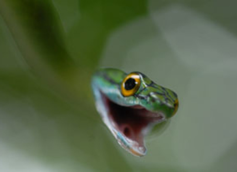 Colombie Voyage Amazonie Calanoa Jungle Lodge faune serpent