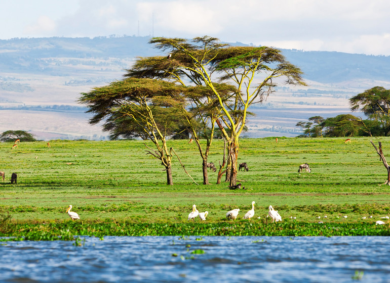 safari kenya