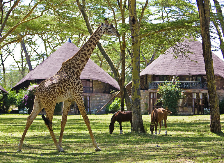 safari kenya girafe