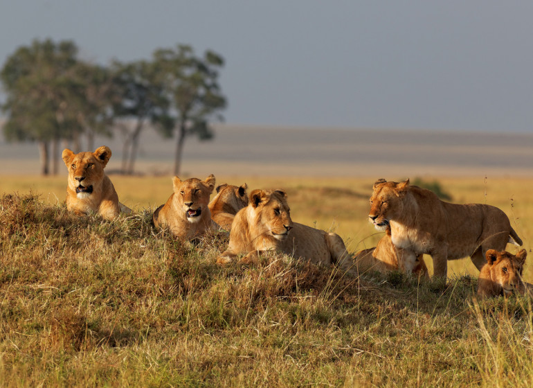 safari kenya masai mara