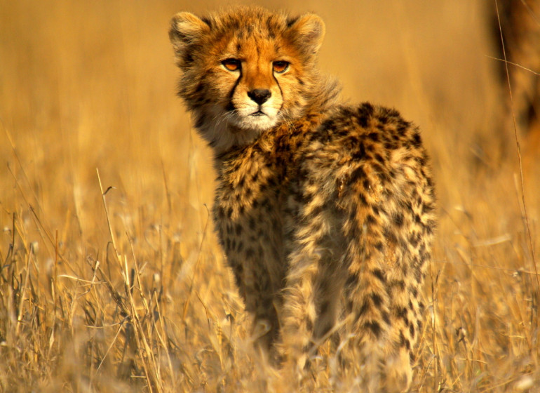 voyage afrique du sud