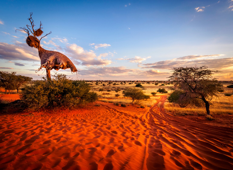 voyage namibie kalahari