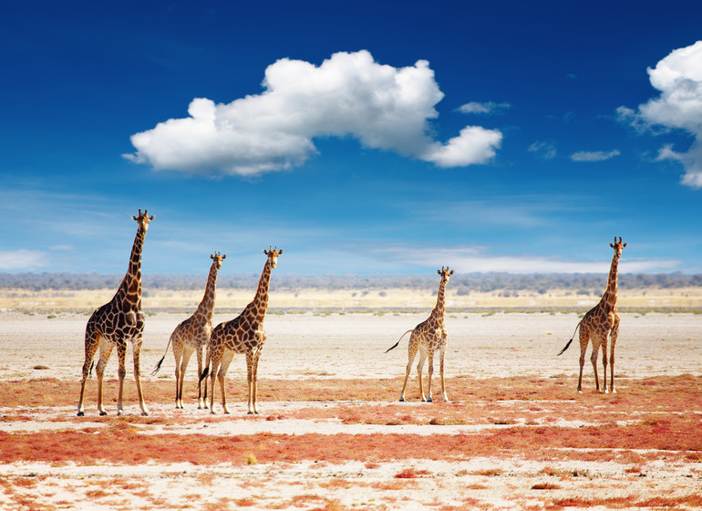 voyage namibie etosha