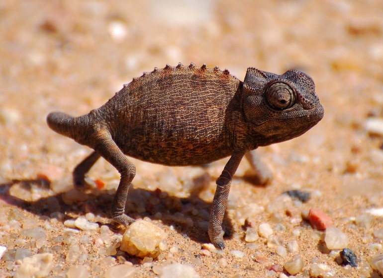 voyage namibie