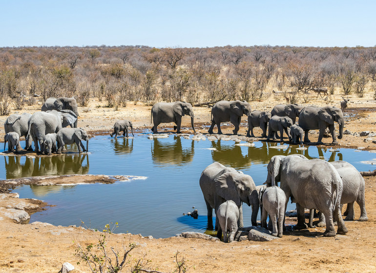 voyage namibie etosha