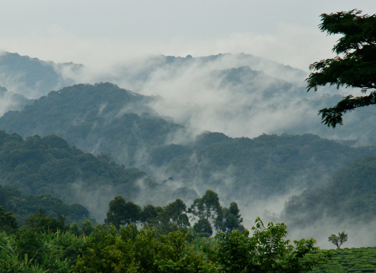 voyage ouganda bwindi