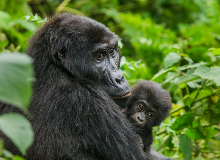 voyage ouganda gorilles