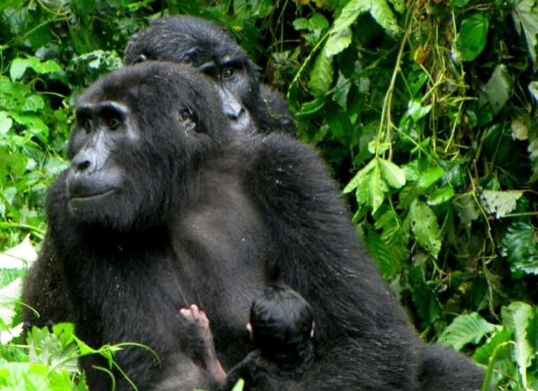 voyage ouganda gorilles
