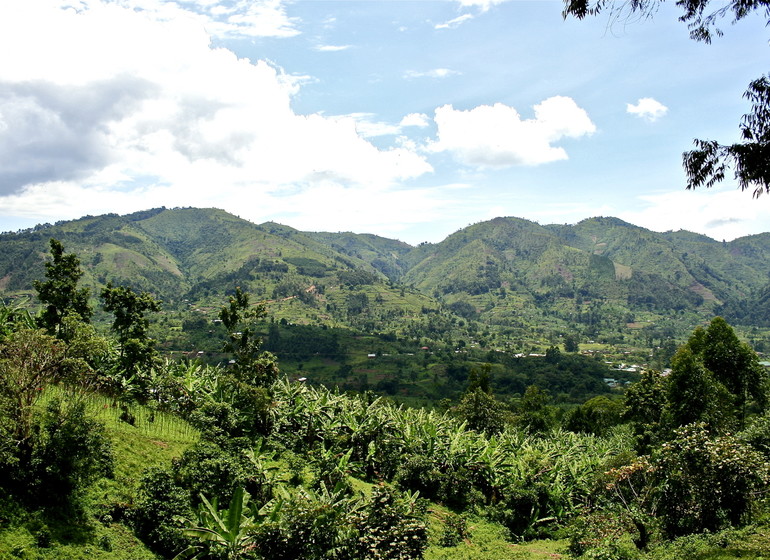 voyage ouganda bwindi