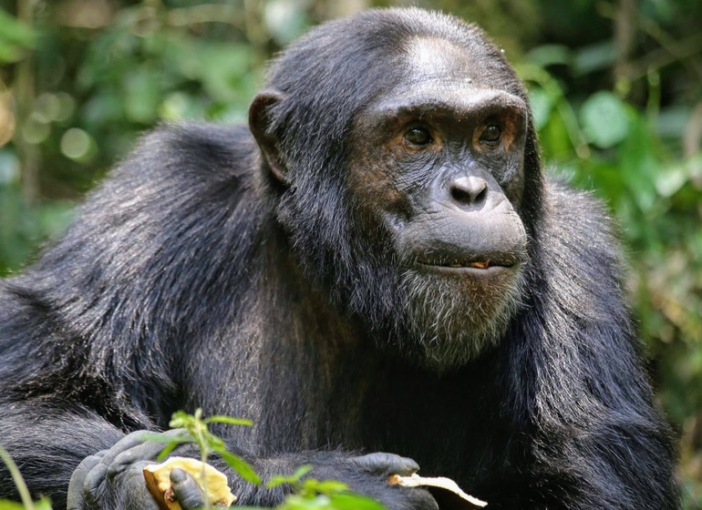 voyage ouganda chimpanzés