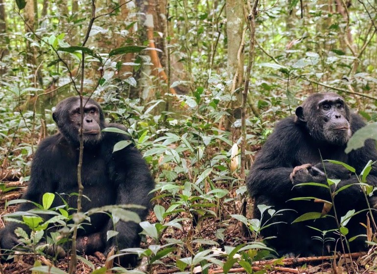 voyage ouganda chimpanzés