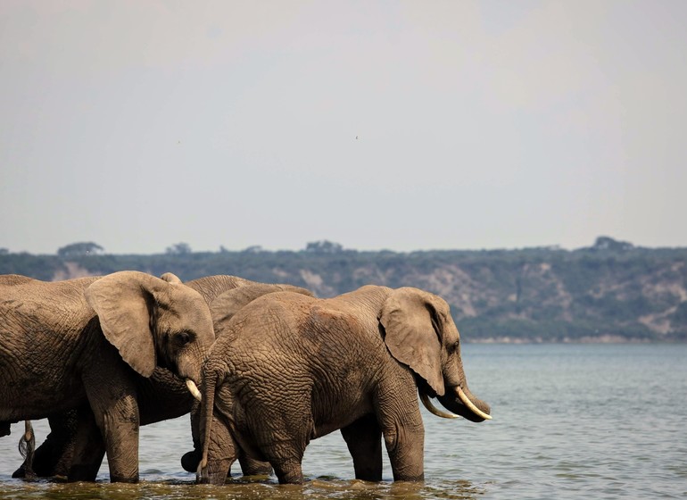 voyage ouganda elephants