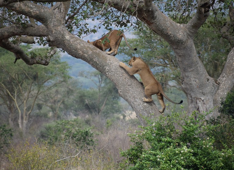 voyage ouganda parc queen elizabeth