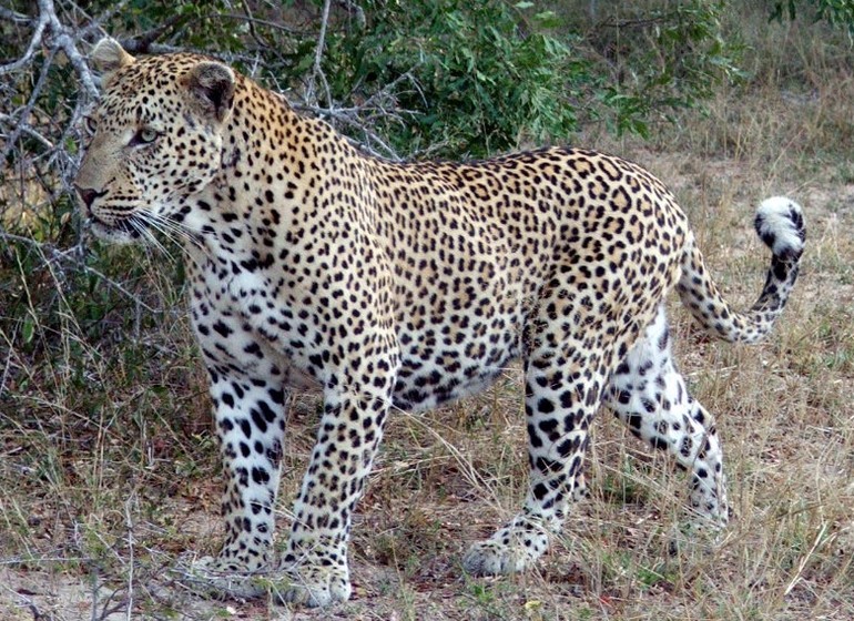 voyage ouganda leopard