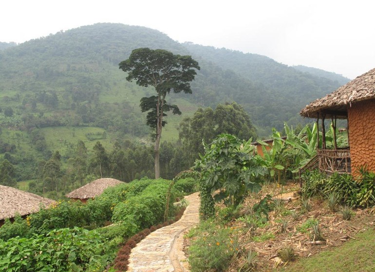 voyage ouganda bwindi