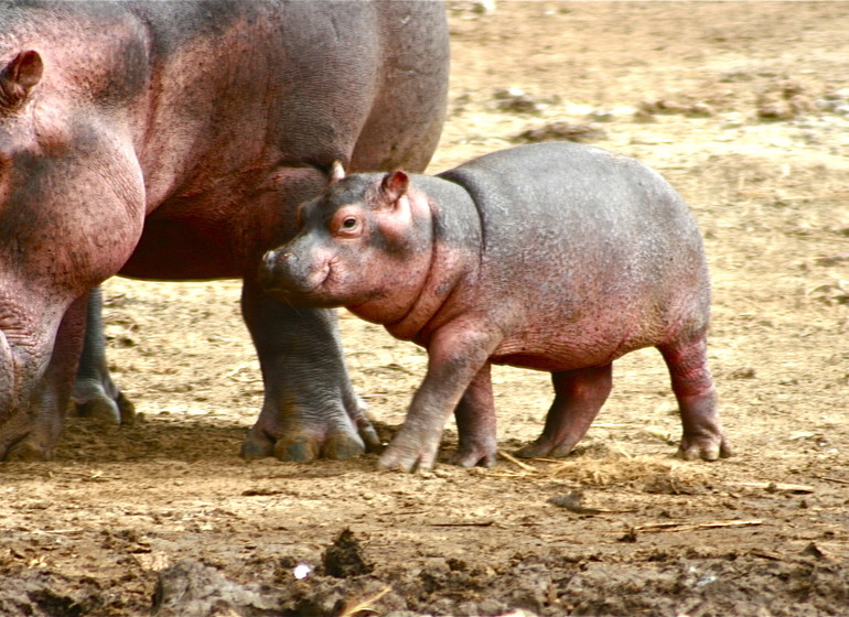 voyage ouganda rhinoceros