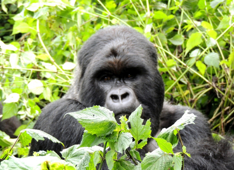 safari gorilles rwanda