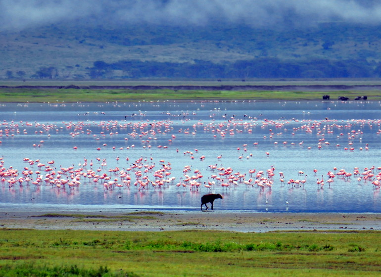 safari tanzanie lac manyara